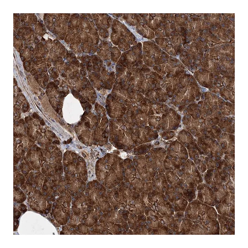 Atlas Antibodies Anti-SCRN3 Antibody