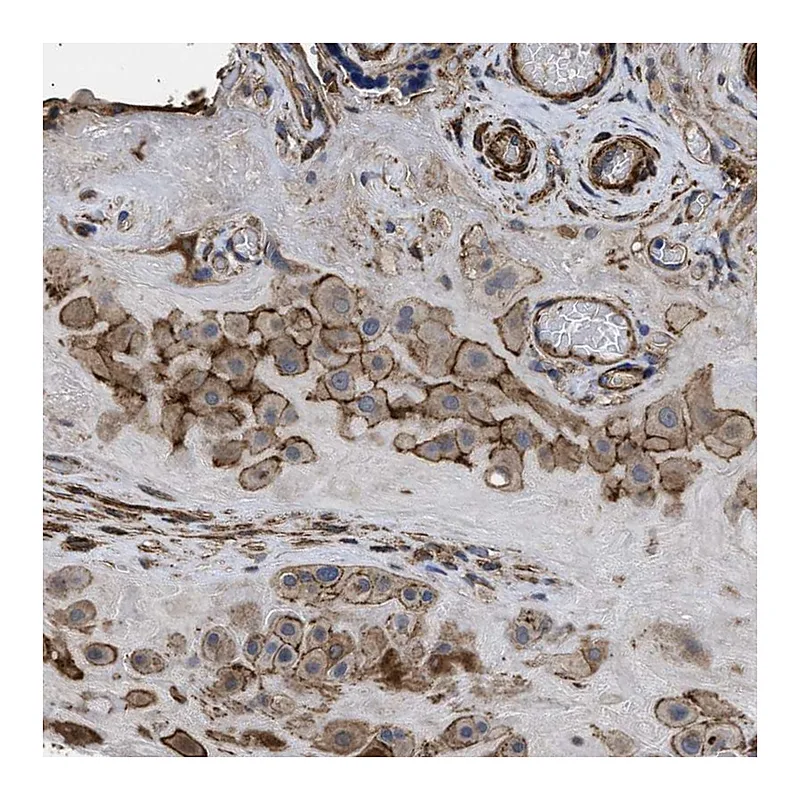 Atlas Antibodies Anti-SCUBE2 Antibody