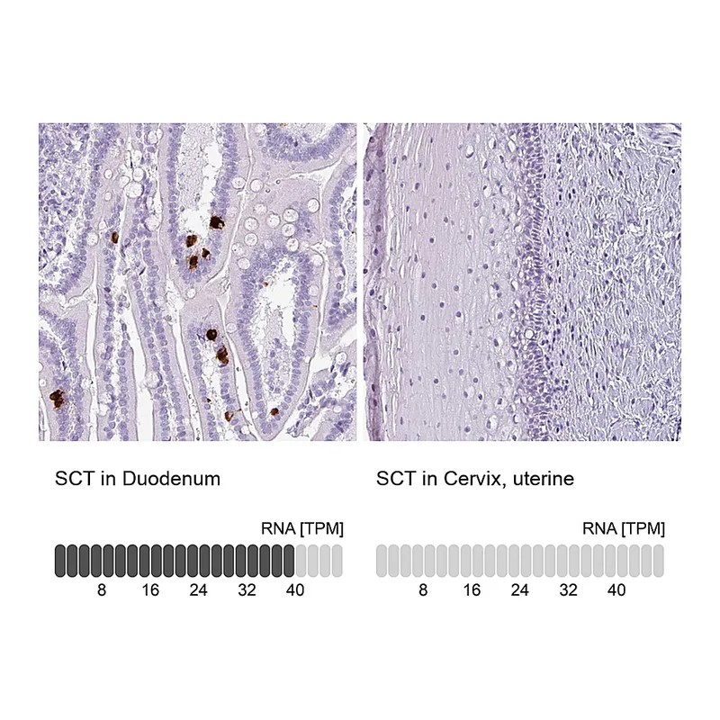 Atlas Antibodies Anti-SCT Antibody