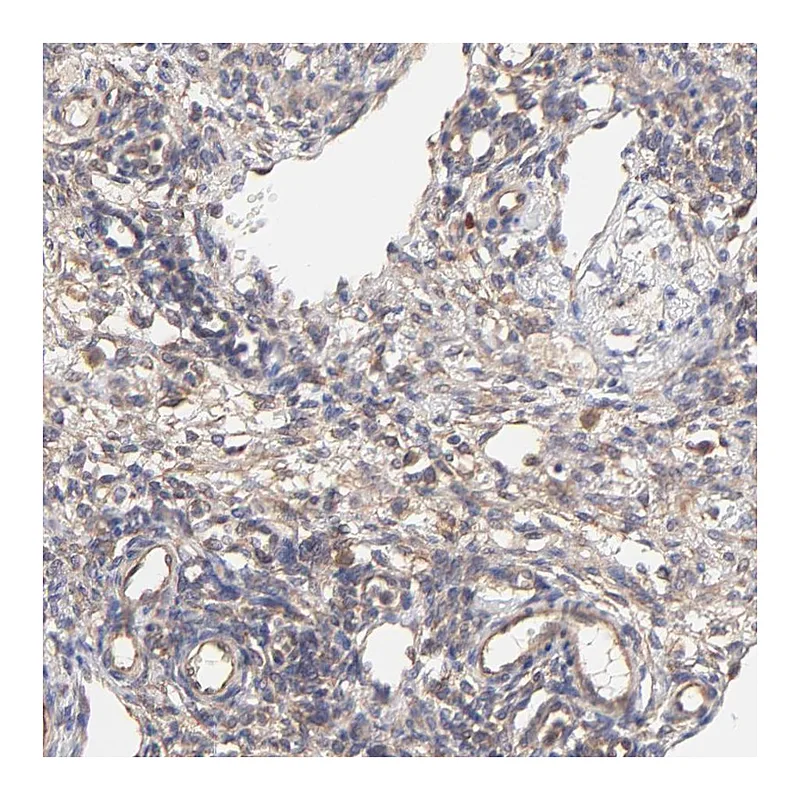 Atlas Antibodies Anti-SCUBE1 Antibody