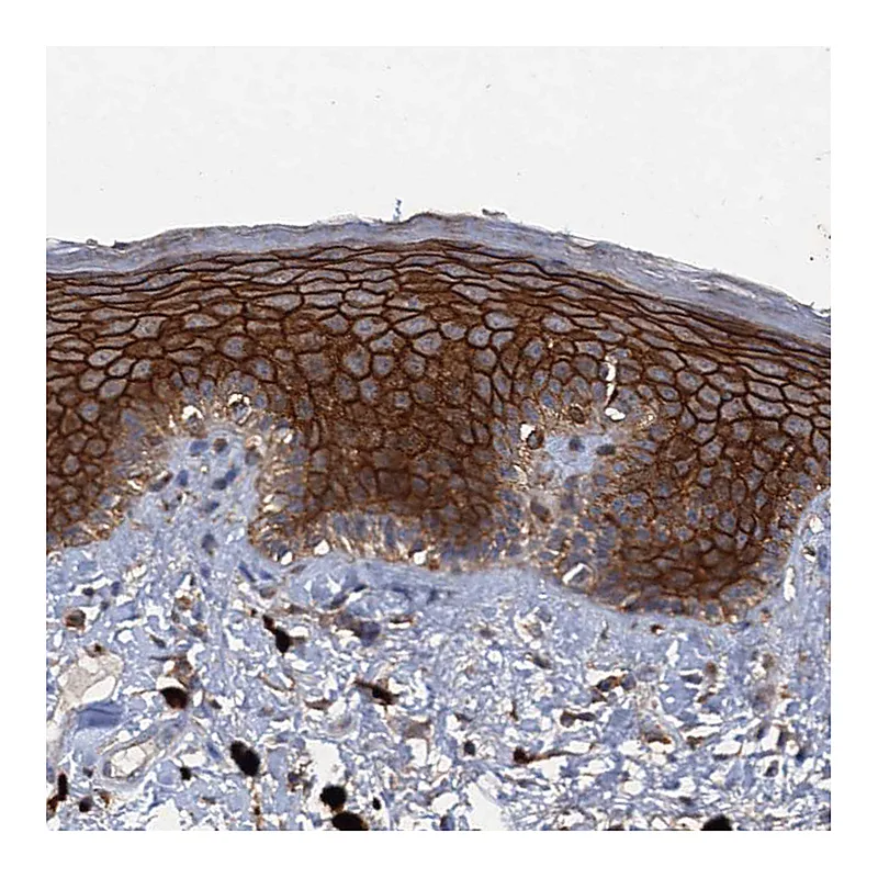 Atlas Antibodies Anti-SCUBE3 Antibody