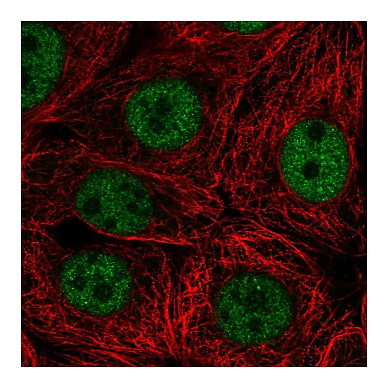 Atlas Antibodies Anti-SCRT2 Antibody