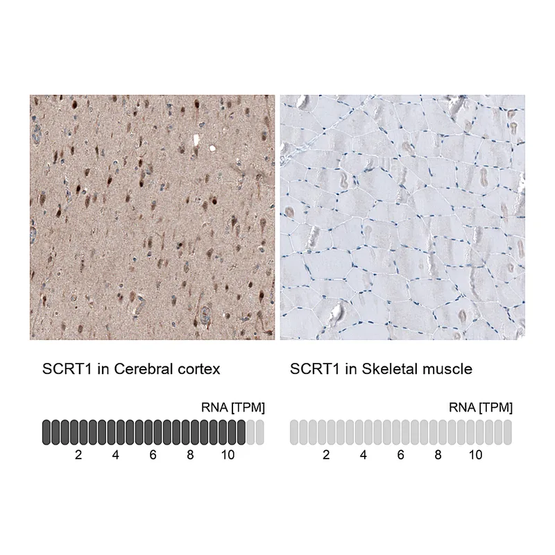 Atlas Antibodies Anti-SCRT1 Antibody