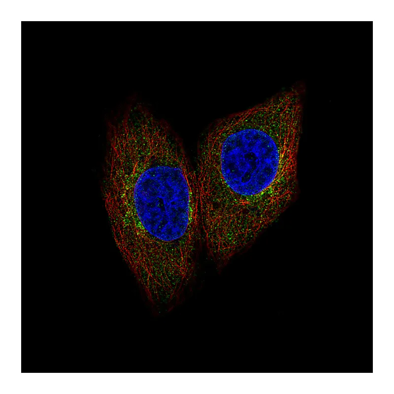 Atlas Antibodies Anti-SCYL1 Antibody