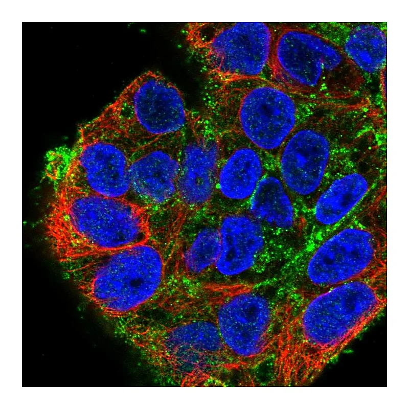 Atlas Antibodies Anti-SDC2 Antibody
