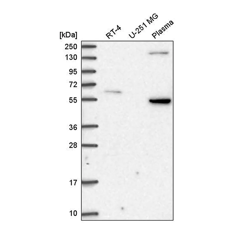 Atlas Antibodies Anti-SDC3 Antibody