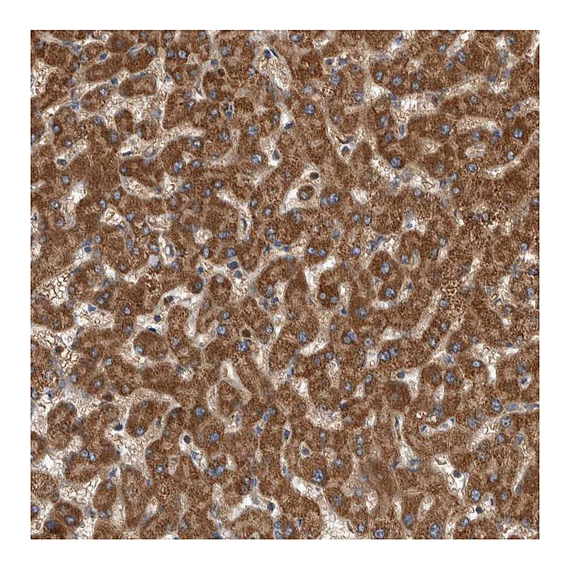 Atlas Antibodies Anti-SDCBP Antibody