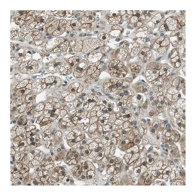 Atlas Antibodies Anti-SDC3 Antibody