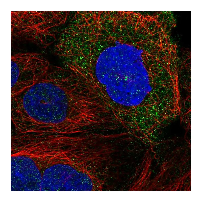 Atlas Antibodies Anti-SDCCAG8 Antibody