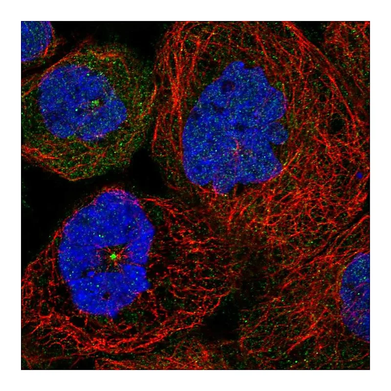 Atlas Antibodies Anti-SDCCAG8 Antibody