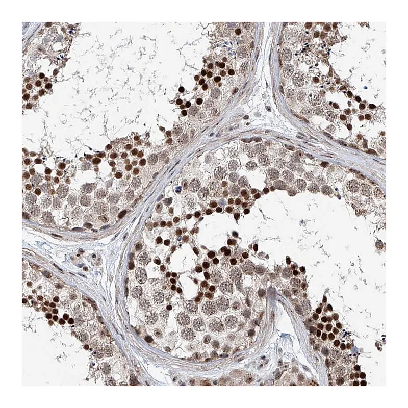 Atlas Antibodies Anti-SDE2 Antibody