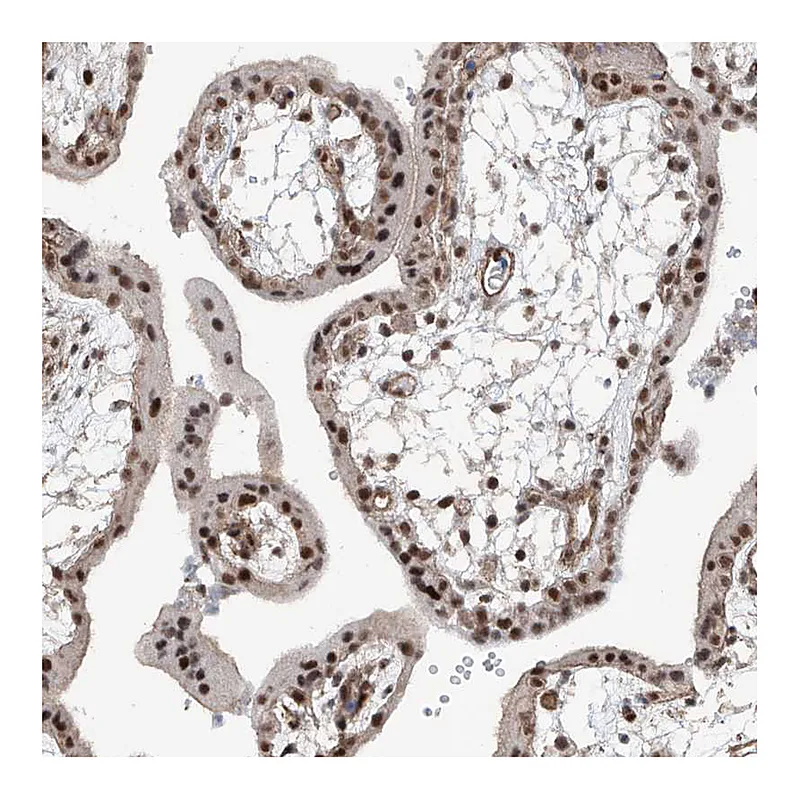 Atlas Antibodies Anti-SDE2 Antibody