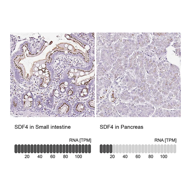 Atlas Antibodies Anti-SDF4 Antibody