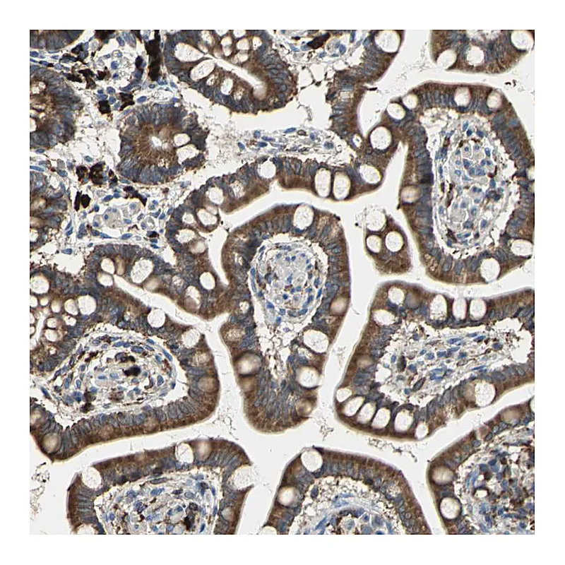 Atlas Antibodies Anti-SDF2L1 Antibody