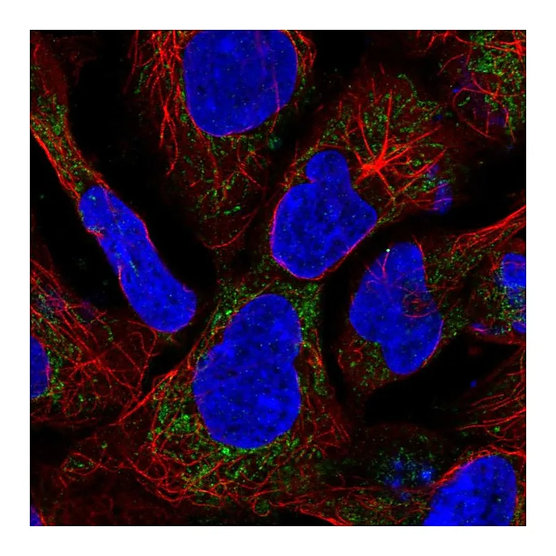 Atlas Antibodies Anti-SDHAF1 Antibody