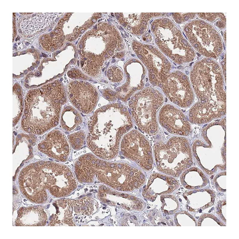 Atlas Antibodies Anti-SDHAF3 Antibody
