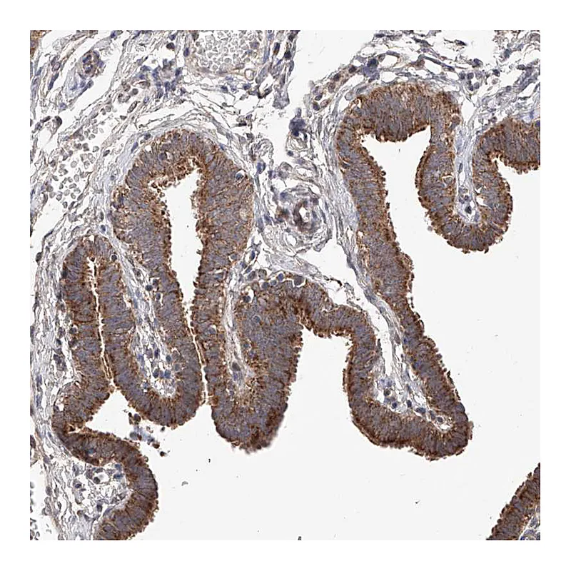 Atlas Antibodies Anti-SDHAF4 Antibody