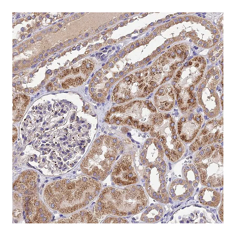 Atlas Antibodies Anti-SDHD Antibody