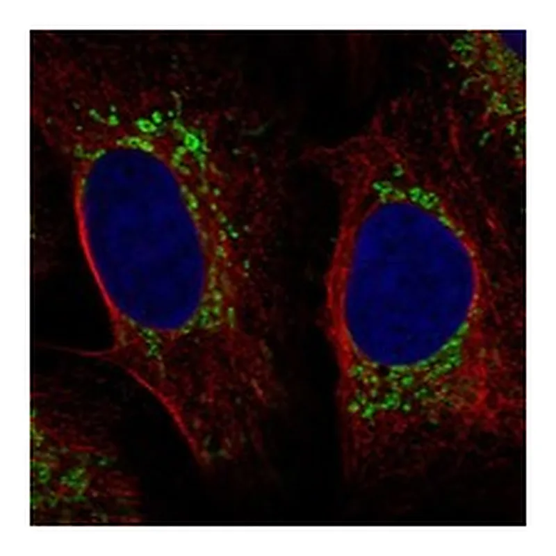 Atlas Antibodies Anti-SDHAF3 Antibody