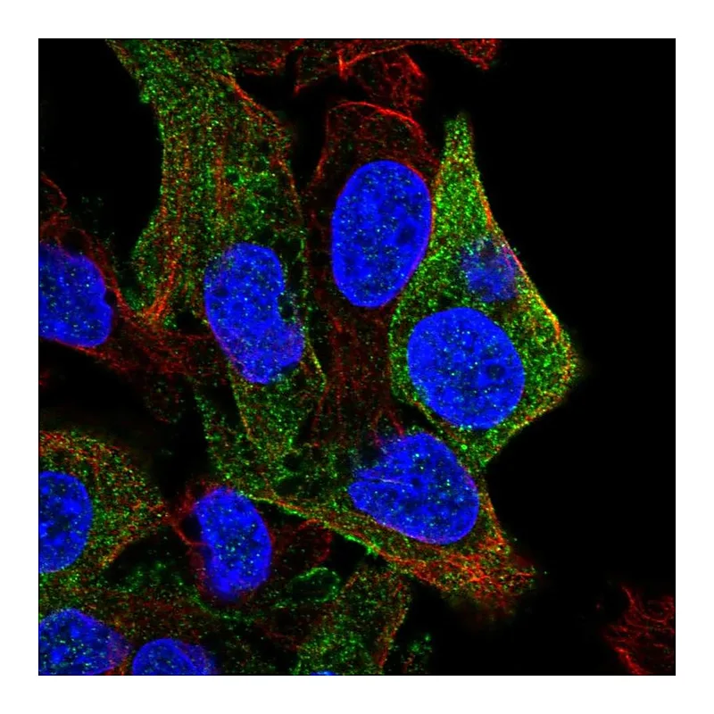 Atlas Antibodies Anti-SDPR Antibody