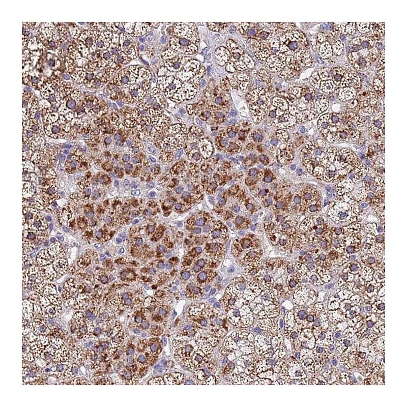Atlas Antibodies Anti-SDR39U1 Antibody