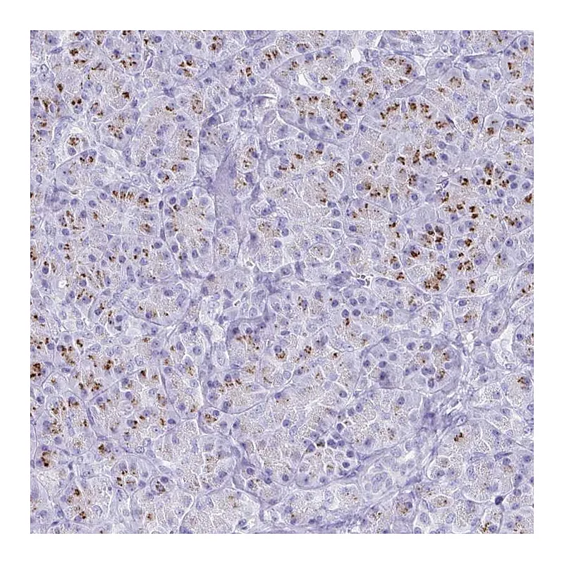 Atlas Antibodies Anti-SDR42E2 Antibody