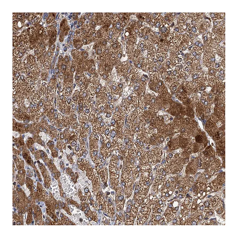 Atlas Antibodies Anti-SDS Antibody