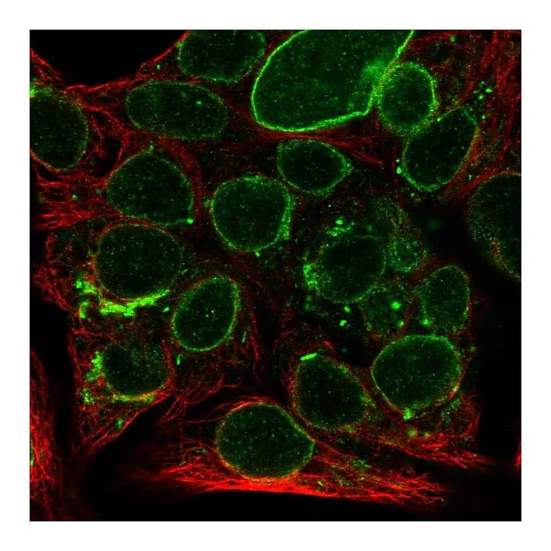 Atlas Antibodies Anti-SEC11A Antibody