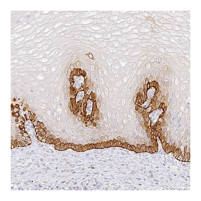 Atlas Antibodies Anti-SEC13 Antibody