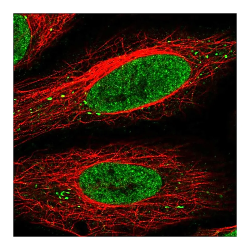 Atlas Antibodies Anti-SEC13 Antibody