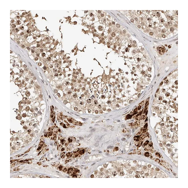 Atlas Antibodies Anti-SEC14L1 Antibody