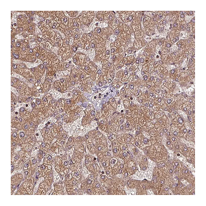 Atlas Antibodies Anti-SEC14L2 Antibody