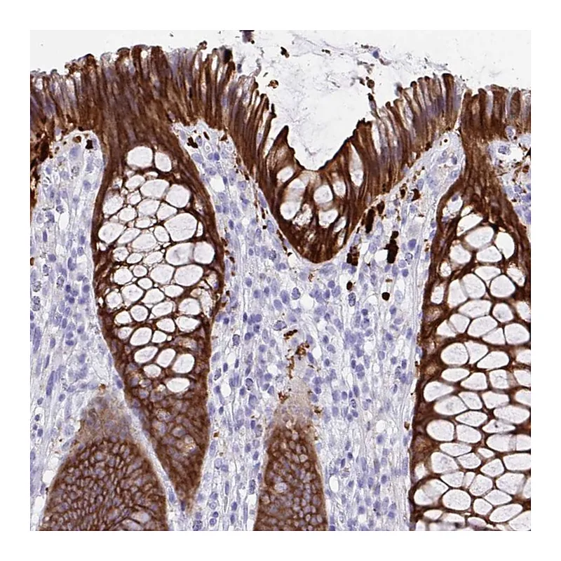 Atlas Antibodies Anti-SEC14L3 Antibody