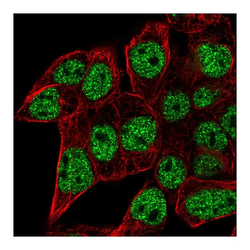Atlas Antibodies Anti-SEC14L6 Antibody