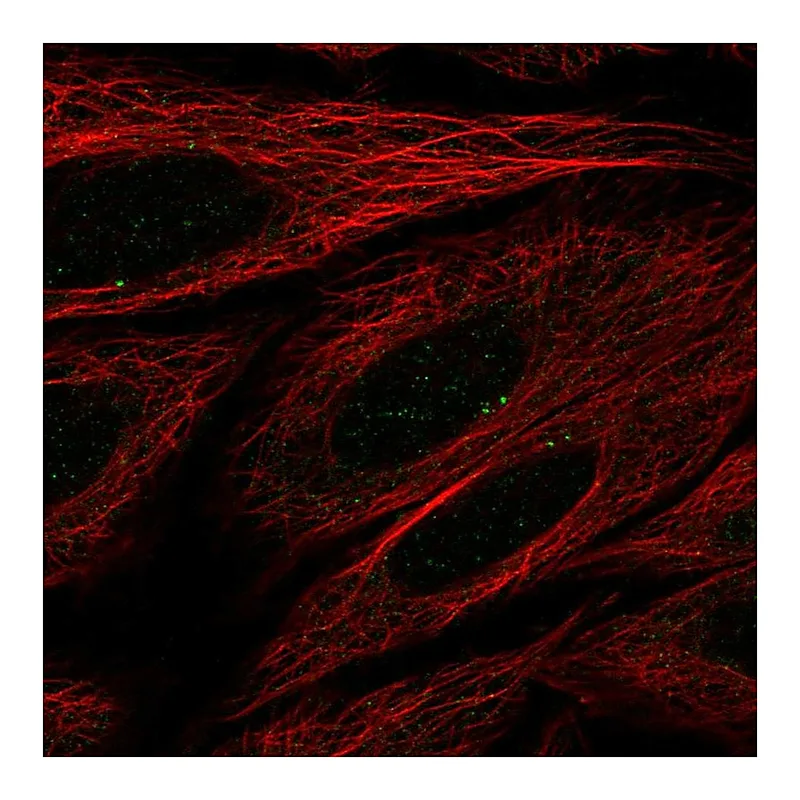 Atlas Antibodies Anti-SEC14L4 Antibody