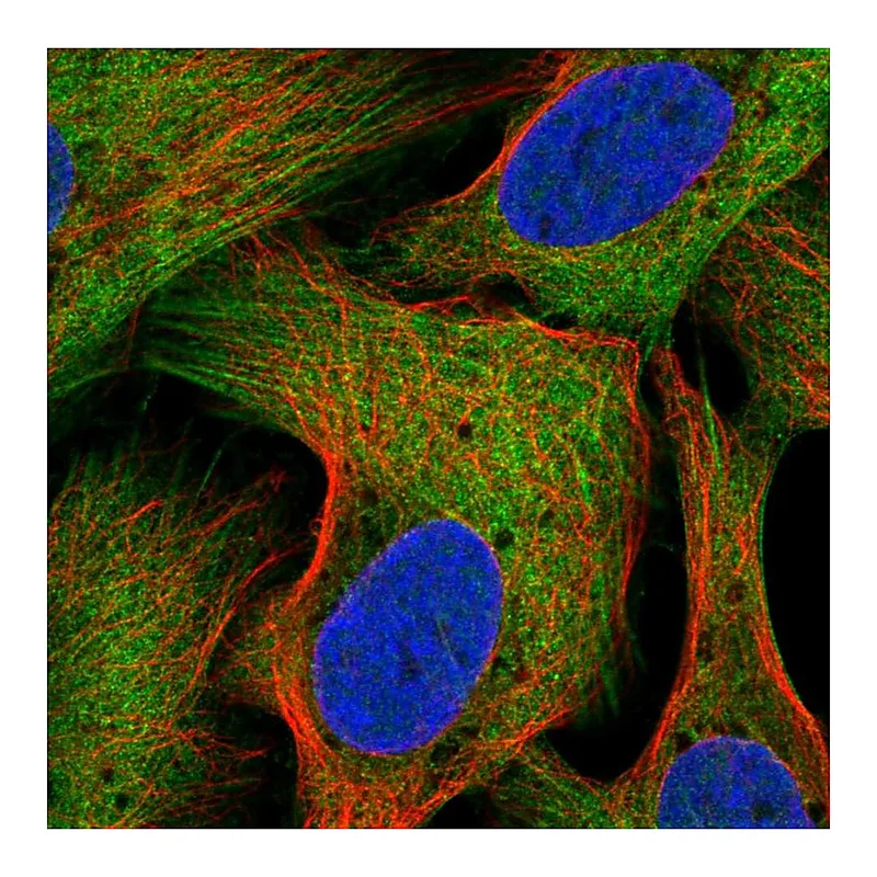 Atlas Antibodies Anti-SEC16B Antibody