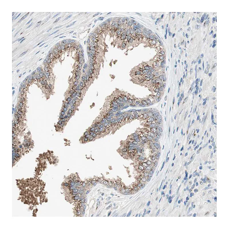 Atlas Antibodies Anti-SEC16A Antibody
