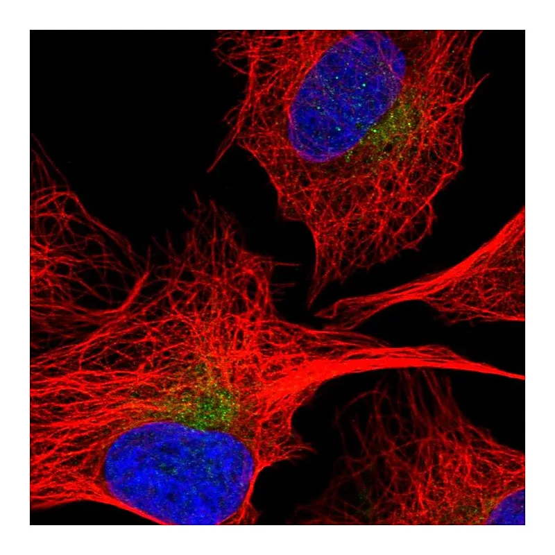 Atlas Antibodies Anti-SEC22C Antibody