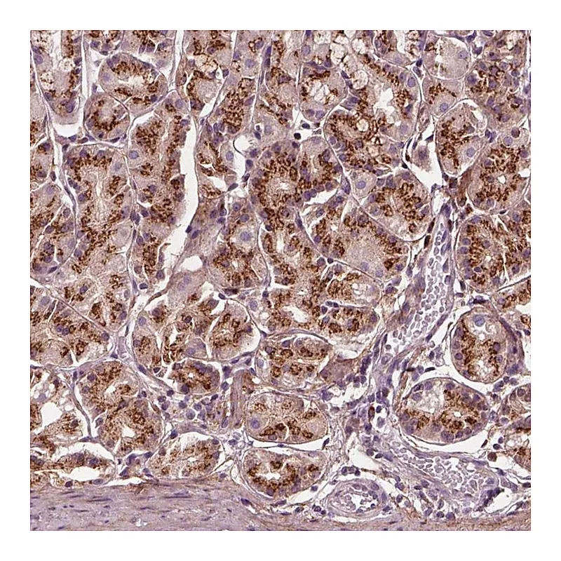 Atlas Antibodies Anti-SEC23B Antibody