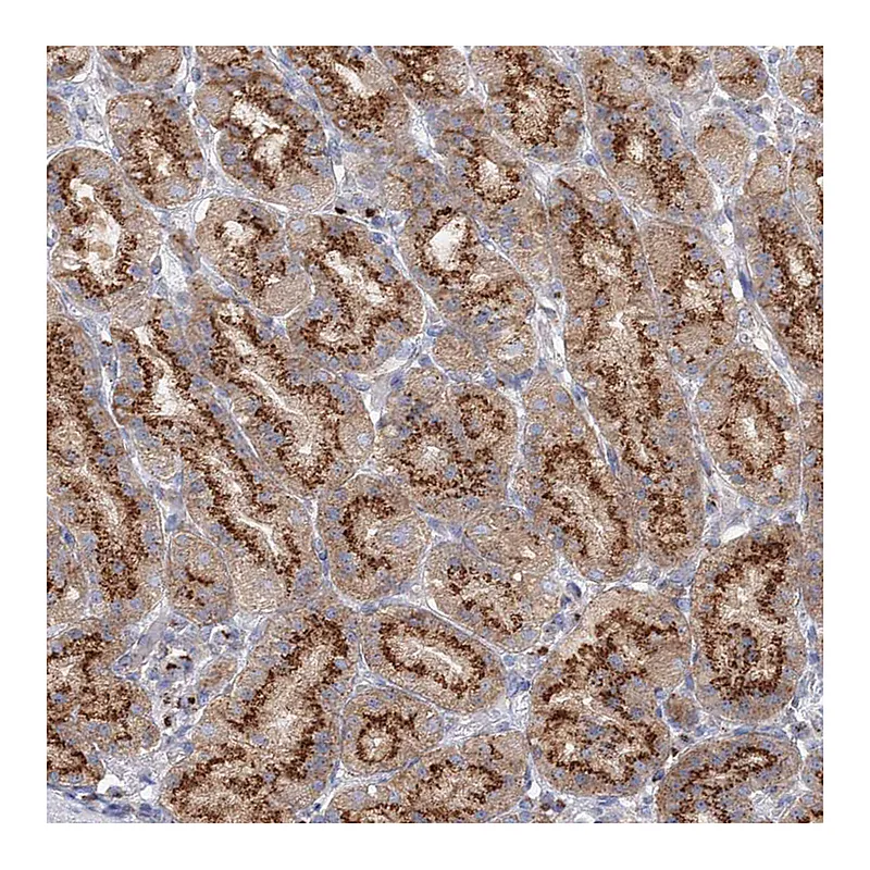 Atlas Antibodies Anti-SEC23IP Antibody