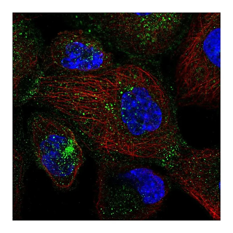 Atlas Antibodies Anti-SEC24D Antibody