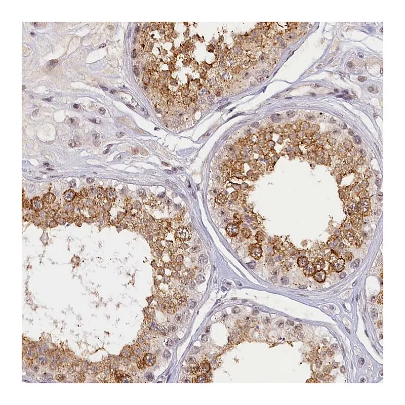 Atlas Antibodies Anti-SEC31B Antibody