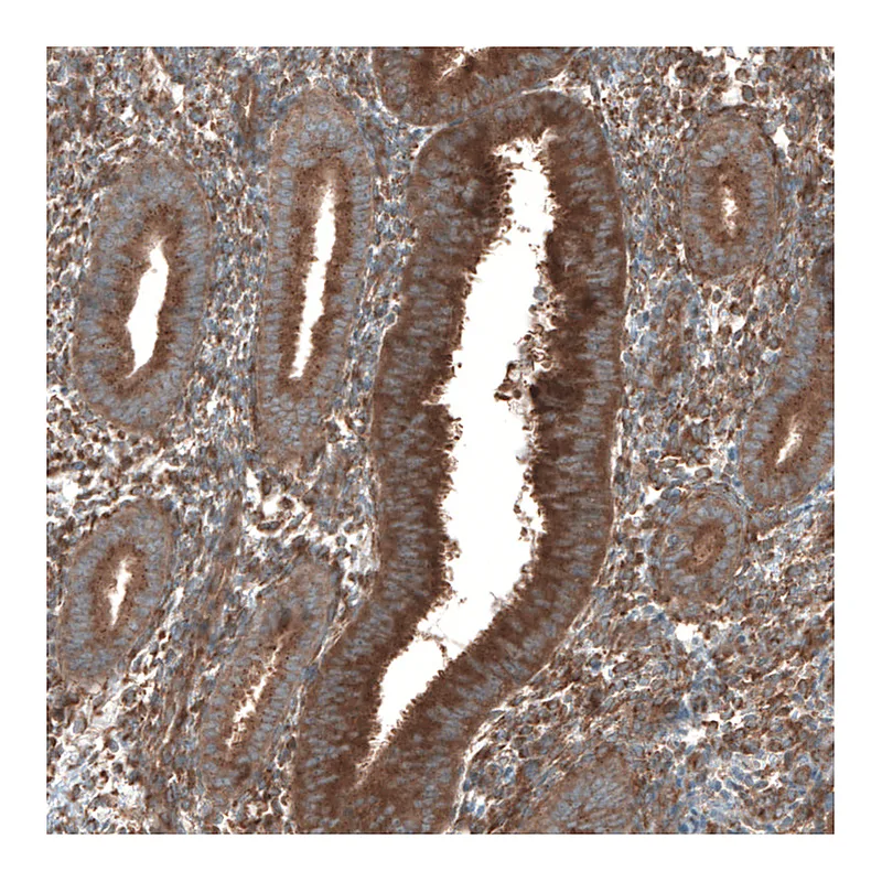 Atlas Antibodies Anti-SEC31A Antibody
