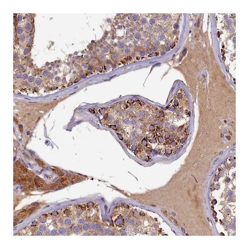 Atlas Antibodies Anti-SEC31B Antibody
