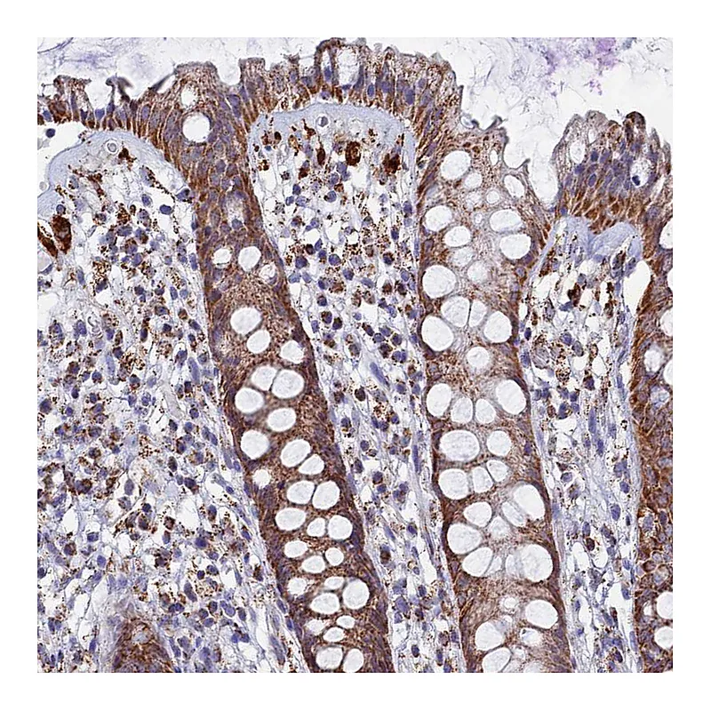 Atlas Antibodies Anti-SEC24D Antibody