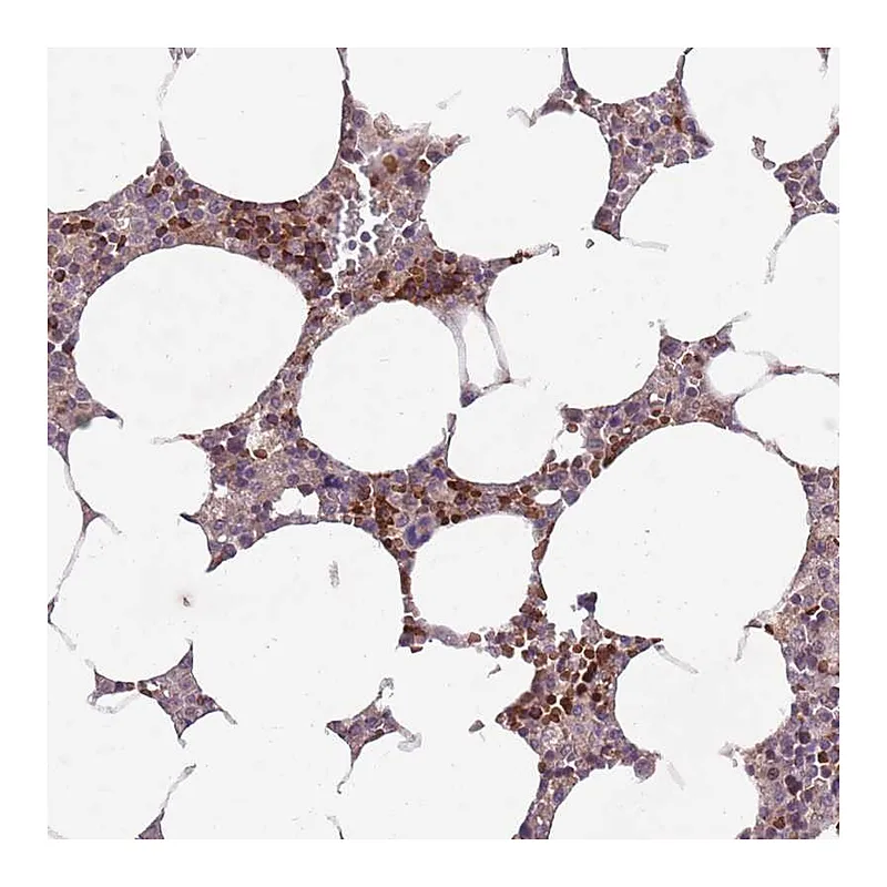 Atlas Antibodies Anti-SECTM1 Antibody