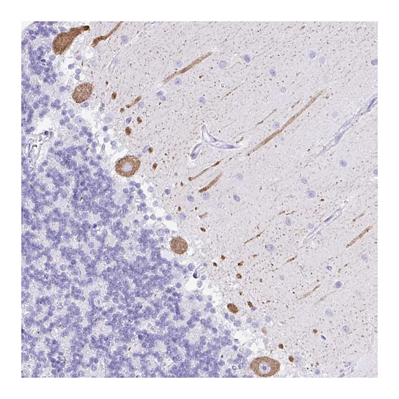 Atlas Antibodies Anti-SEL1L2 Antibody