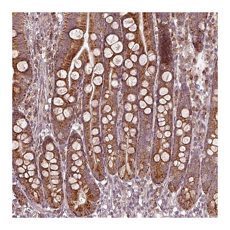 Atlas Antibodies Anti-SEL1L3 Antibody