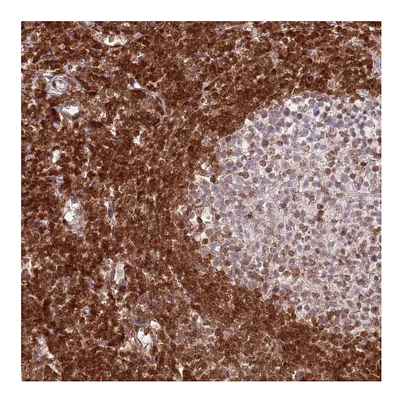 Atlas Antibodies Anti-SELENOH Antibody