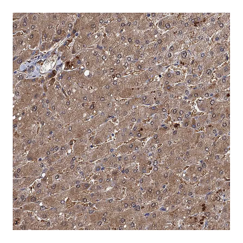 Atlas Antibodies Anti-SELENOP Antibody